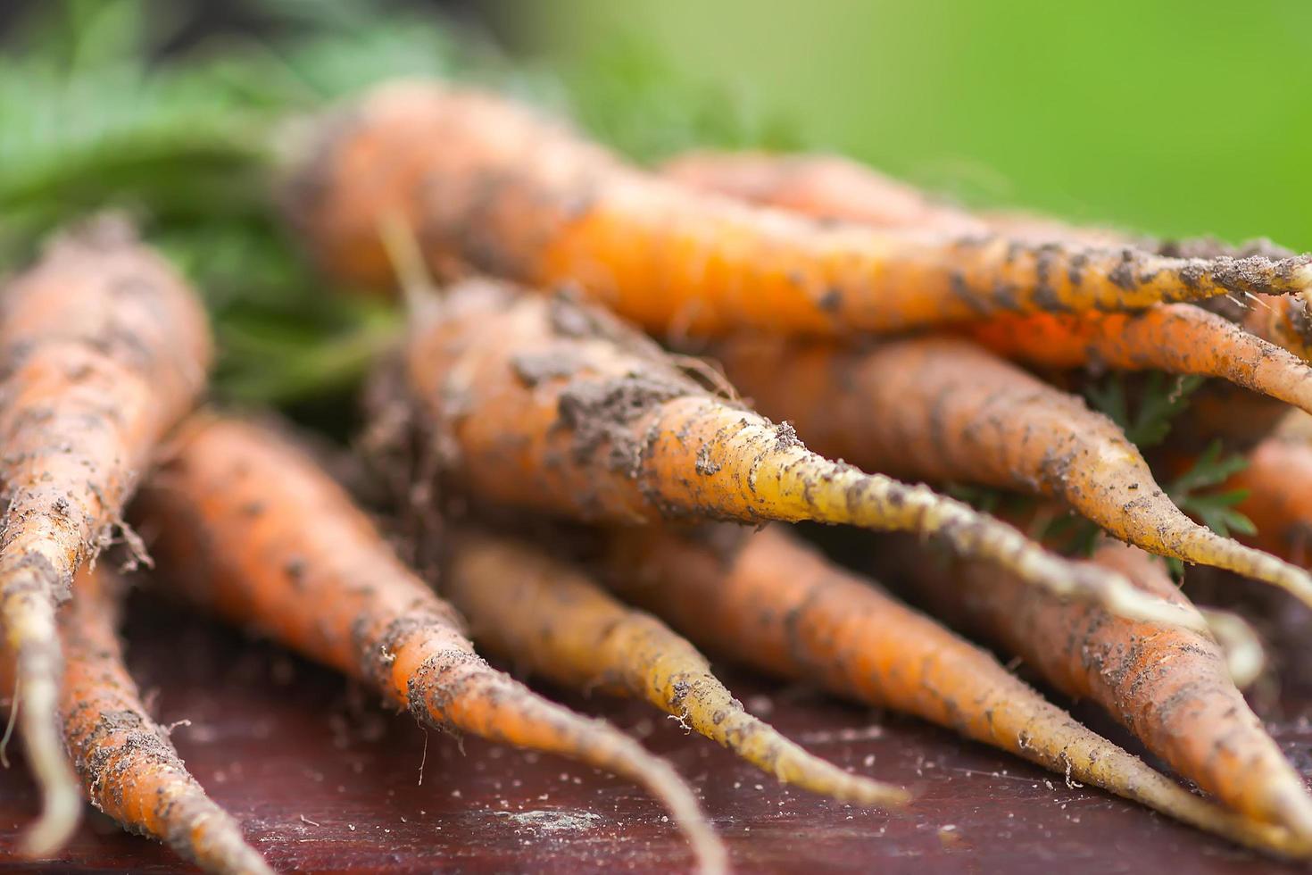 Freshly picked carrots photo