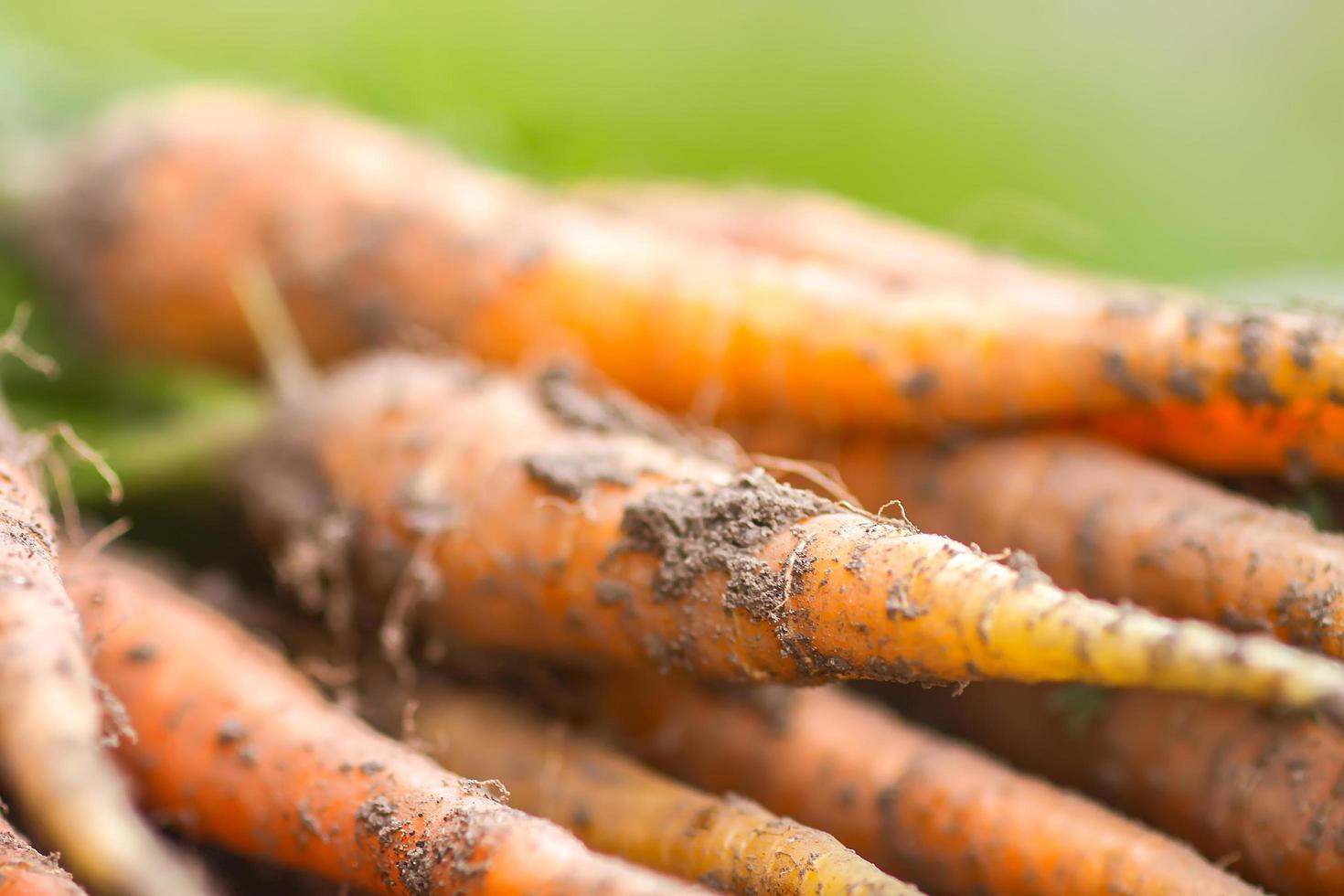 Close-up of fresh carrots photo