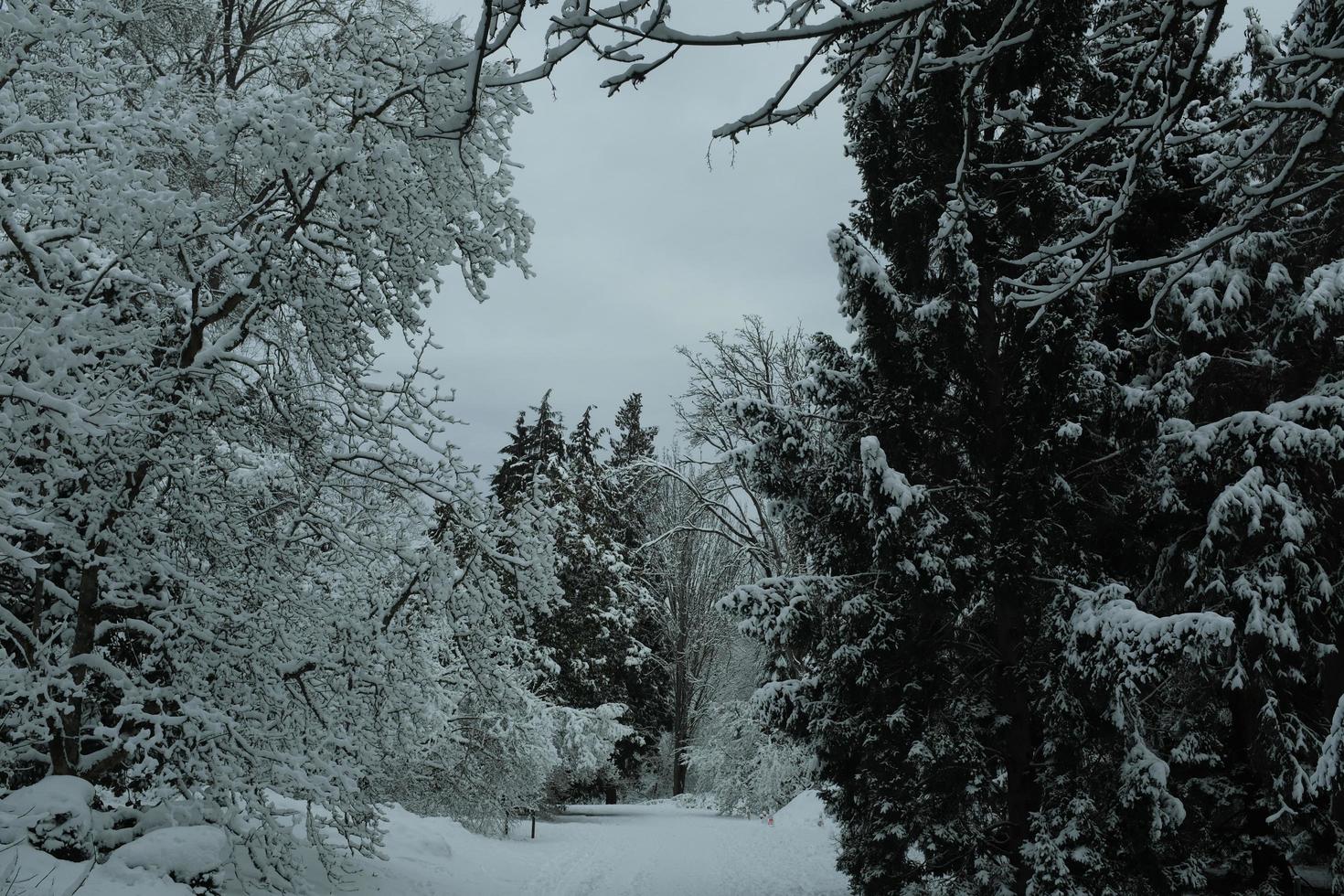 árboles cubiertos de nieve foto