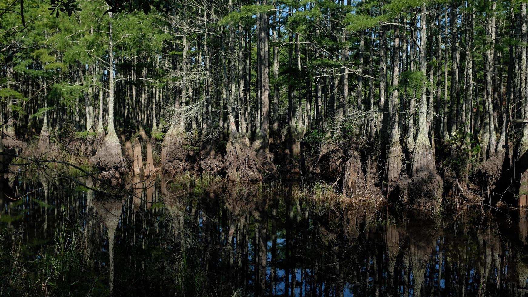 Cypress trees in the water photo