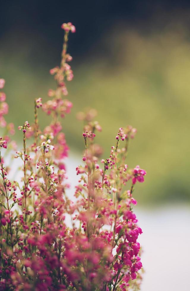 Pink flowers in close up photo