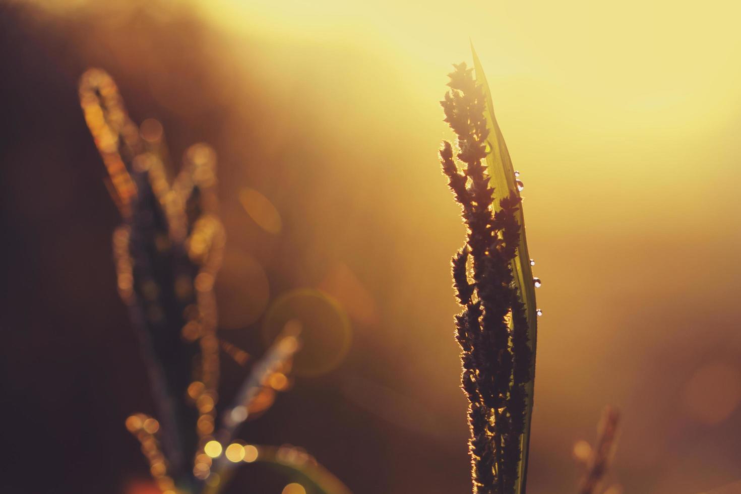 Golden hour in the field photo