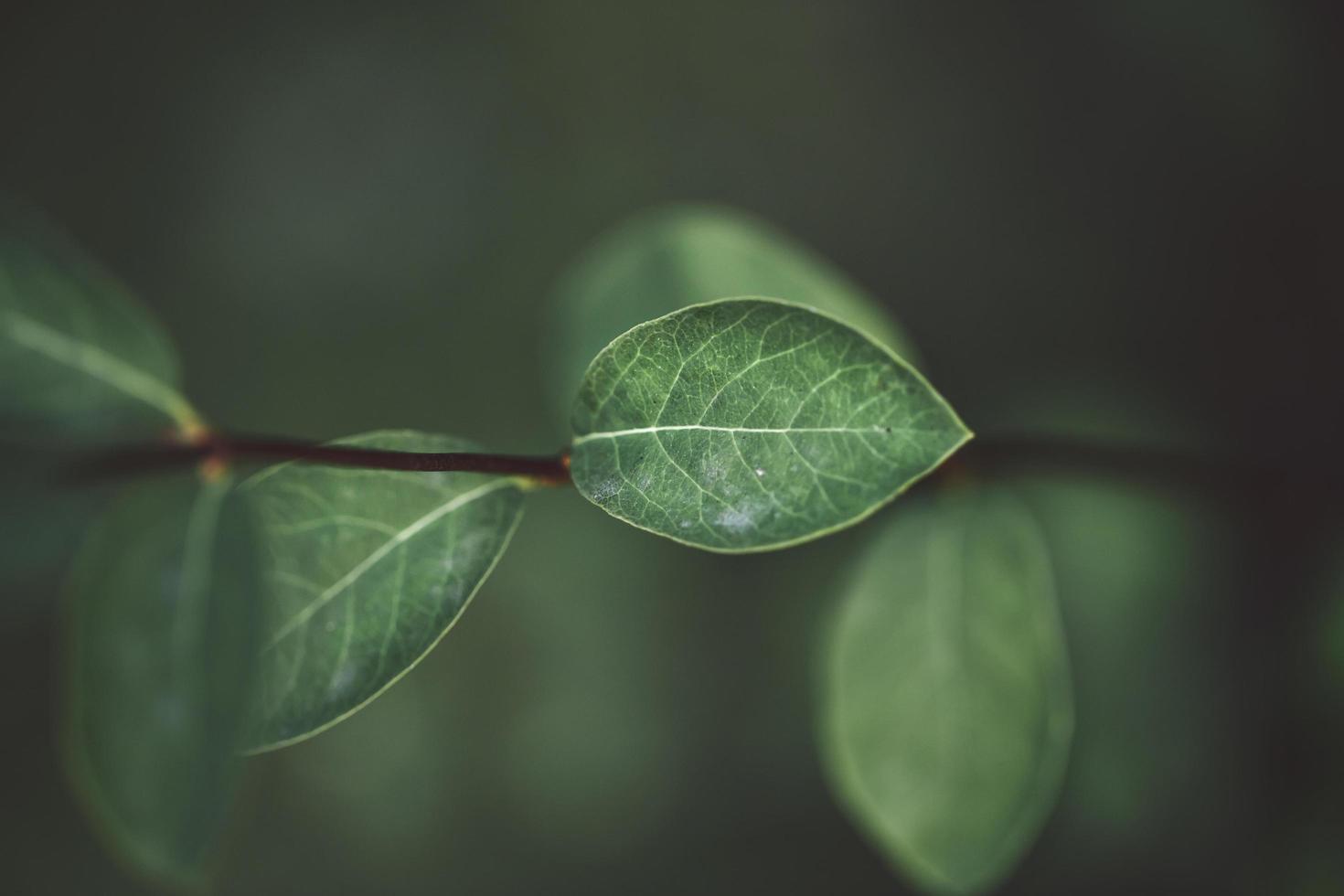 Close up of green leaves photo