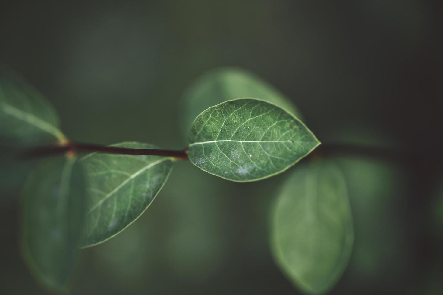 cerca de hojas verdes foto