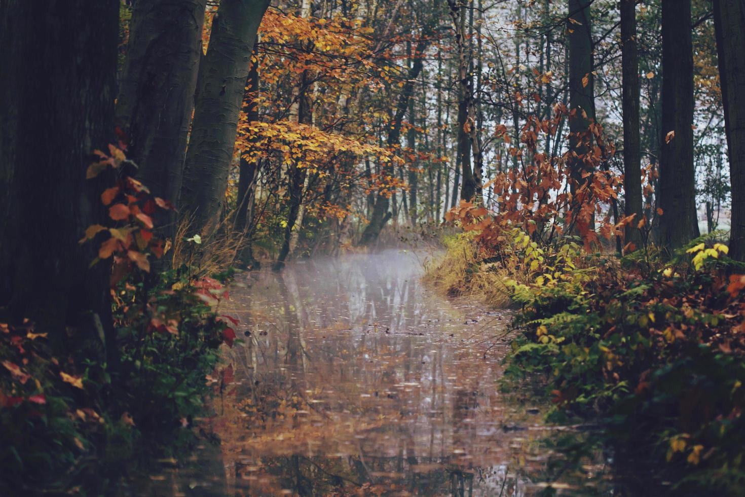 Autumn scene featuring a creek photo