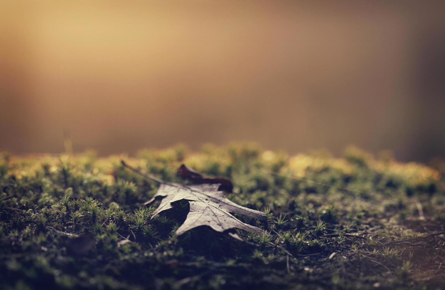 Fallen autumn leaf photo