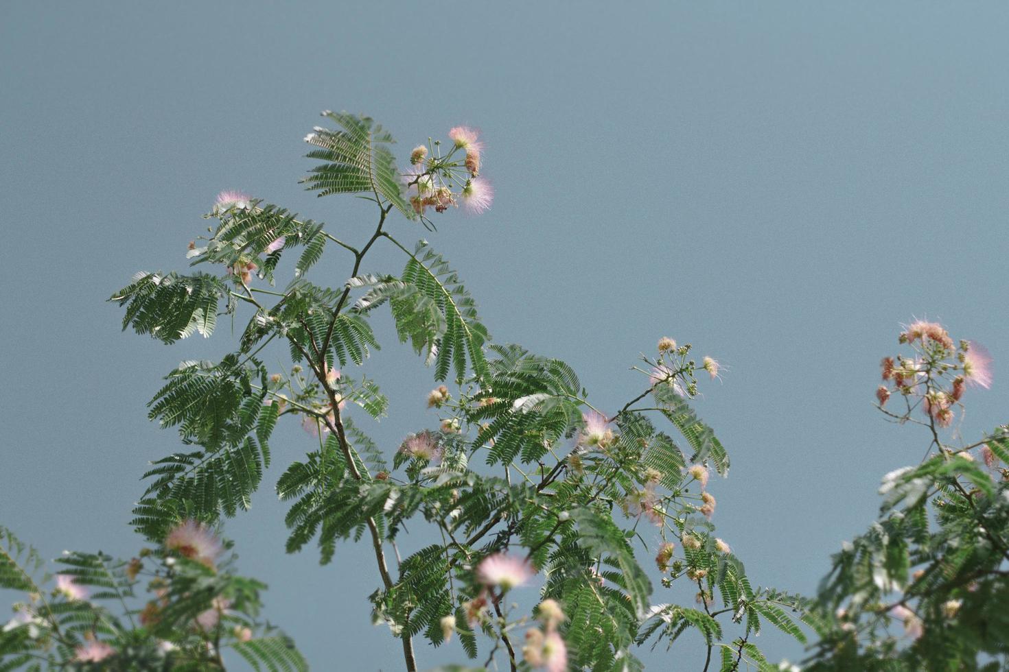 Tropical tree against blue skies photo