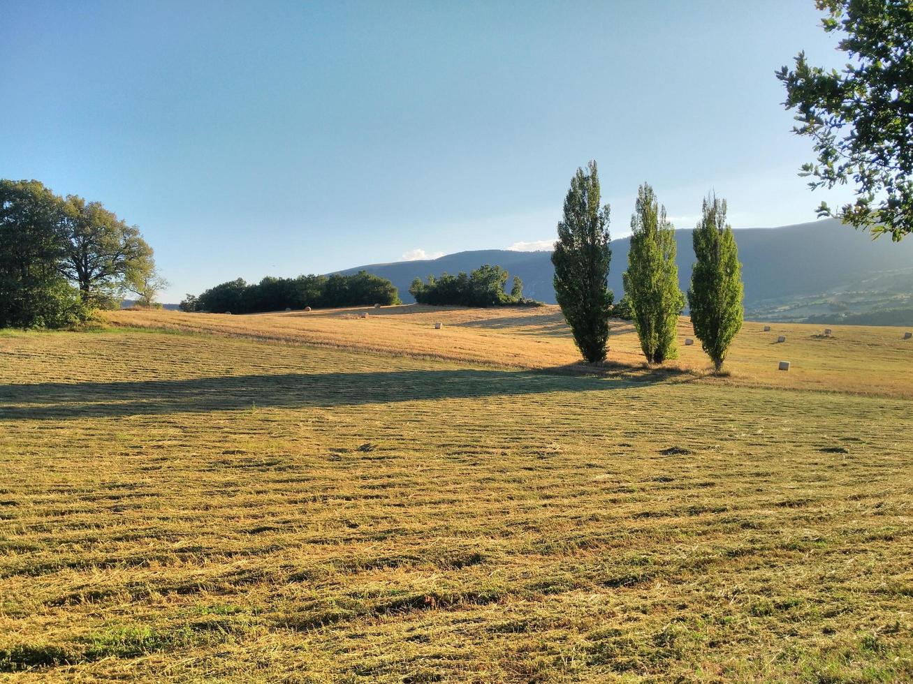 Three trees in summer photo