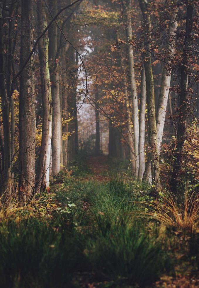 Beautiful autumn pathway photo