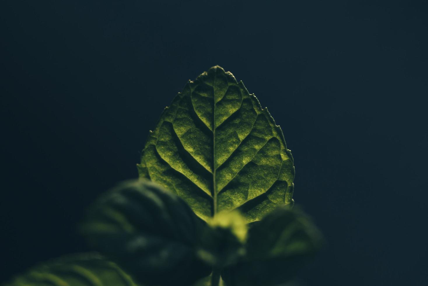 Leaf of mint photo