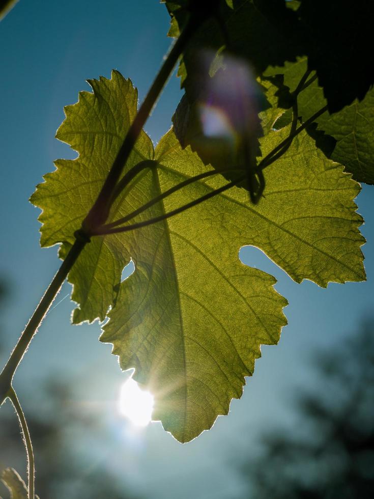 Sun shining through grape vine photo