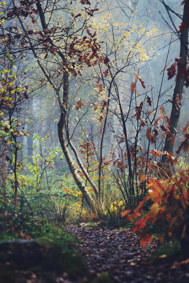 escena de otoño en un bosque foto