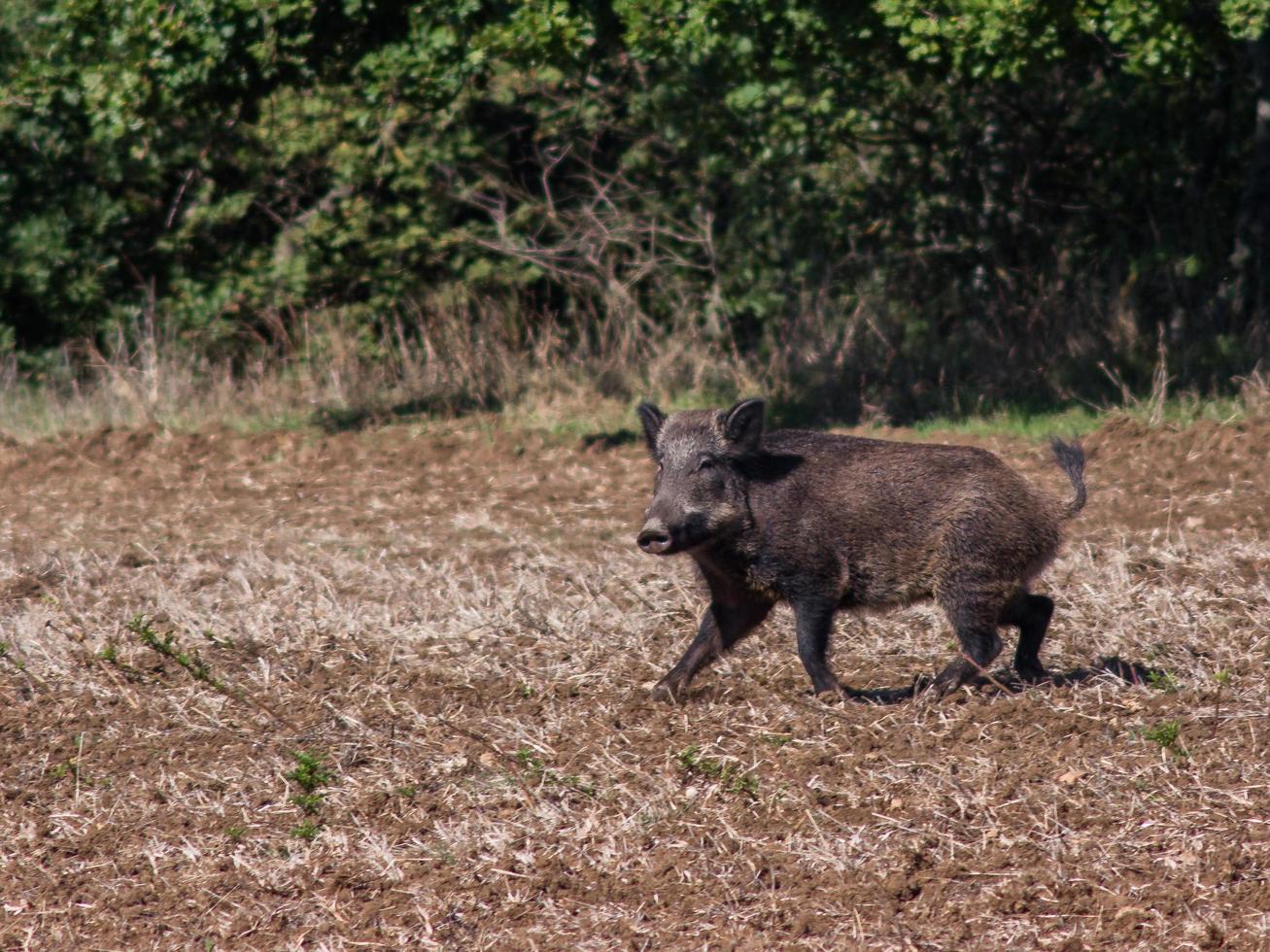 un jabalí corriendo foto