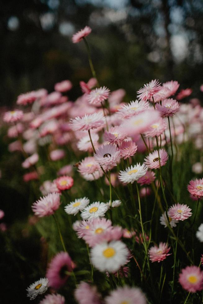 primer plano, de, rosa y blanco, flores foto