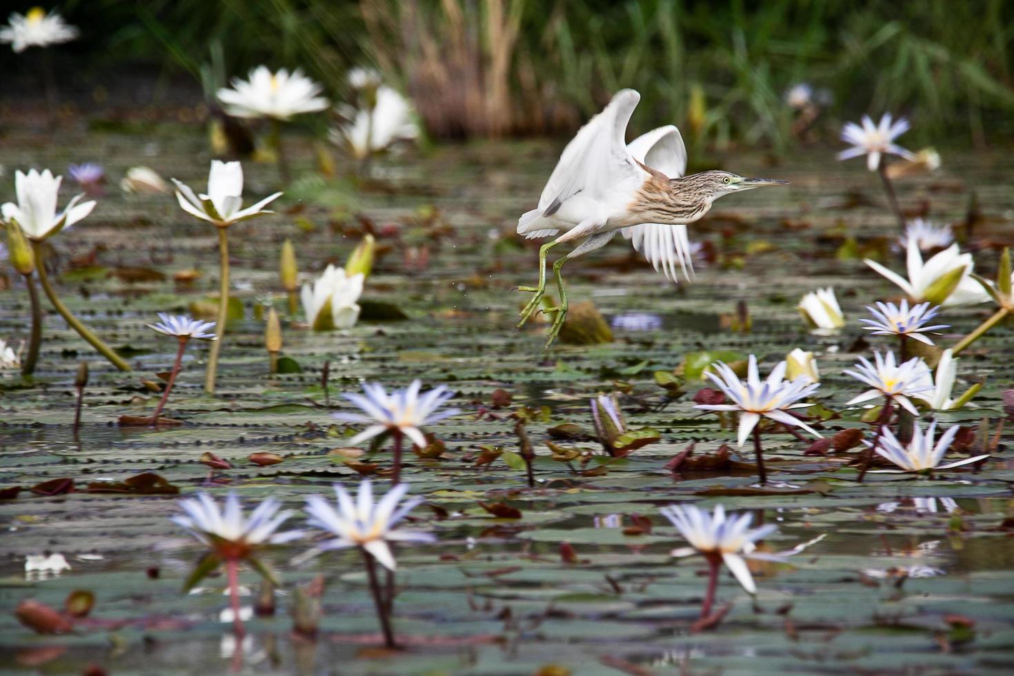 Squacco heron landing on water photo