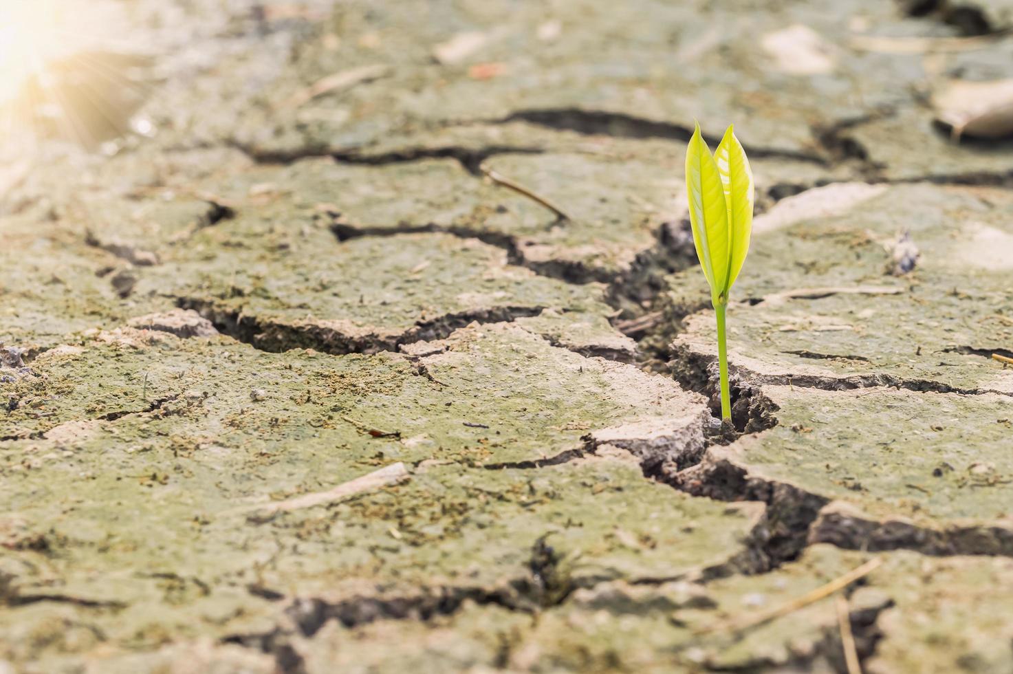 Plant in the dry soil photo