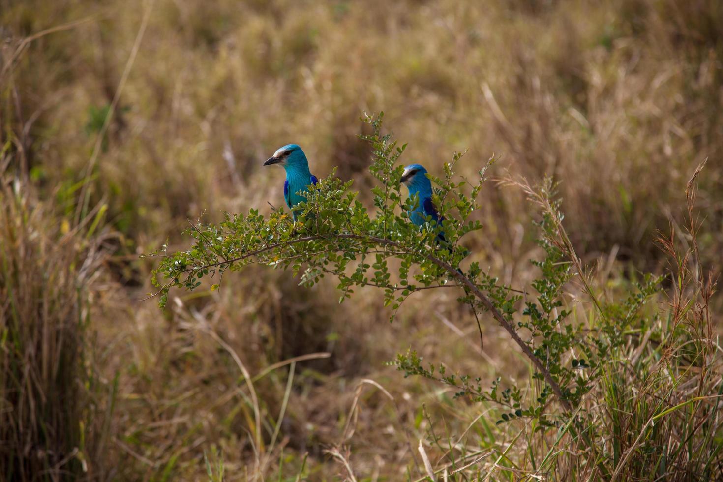 Turquoise birds on a branch photo