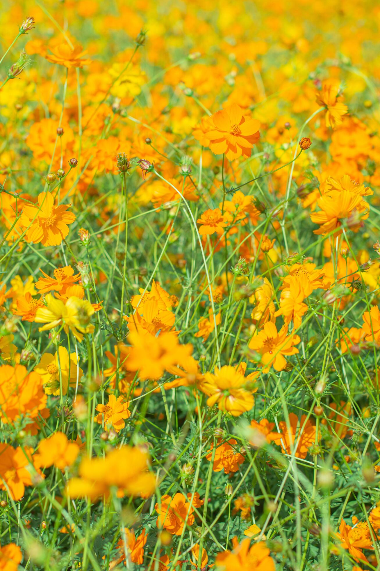 Orange Yellow Flower Field Background Stock Photo