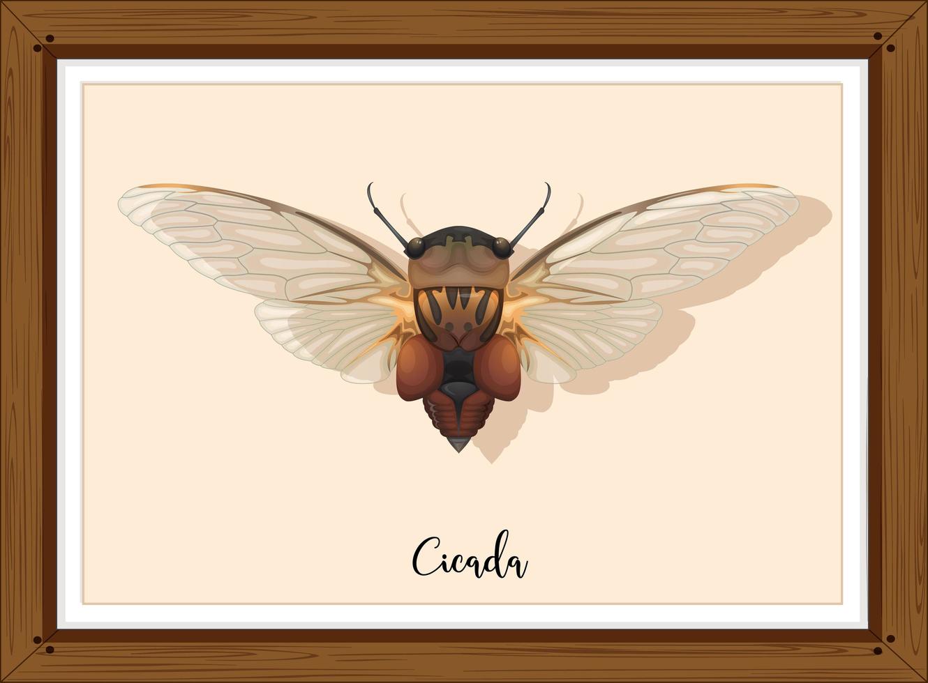 Cicada on wooden frame vector