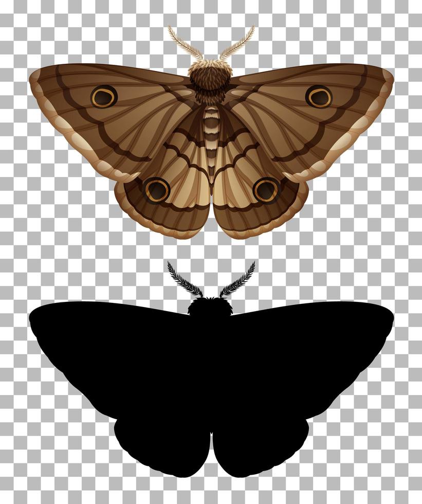 Moth and its silhouette isolated vector