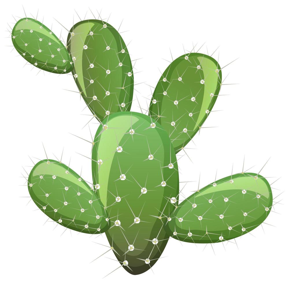Prickly Pear Cactus Isolated On White Background Vector Art At Vecteezy