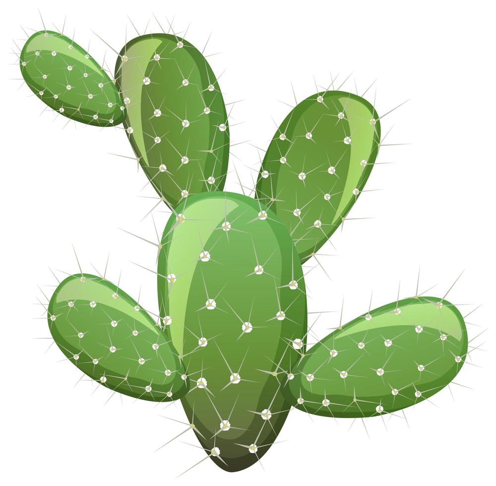 Nopal aislado sobre fondo blanco. vector