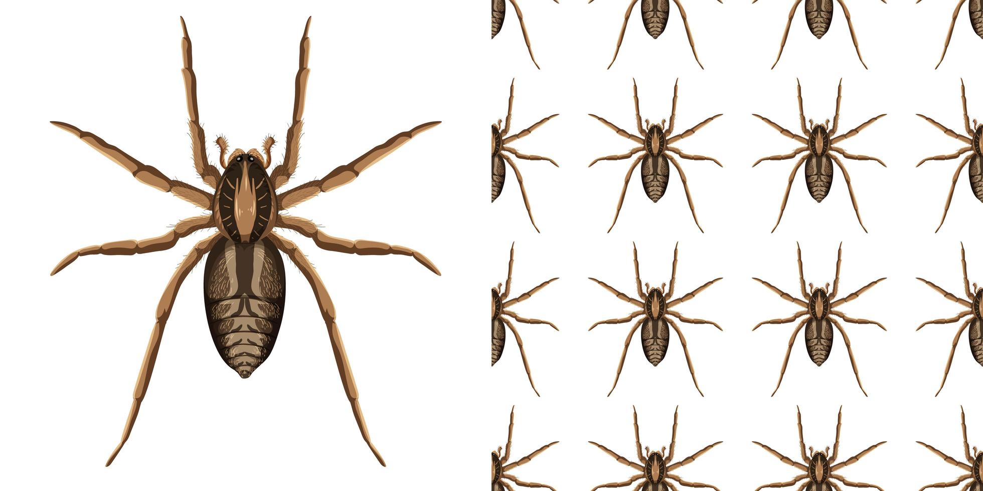 Spider insect isolated on white background and seamless vector