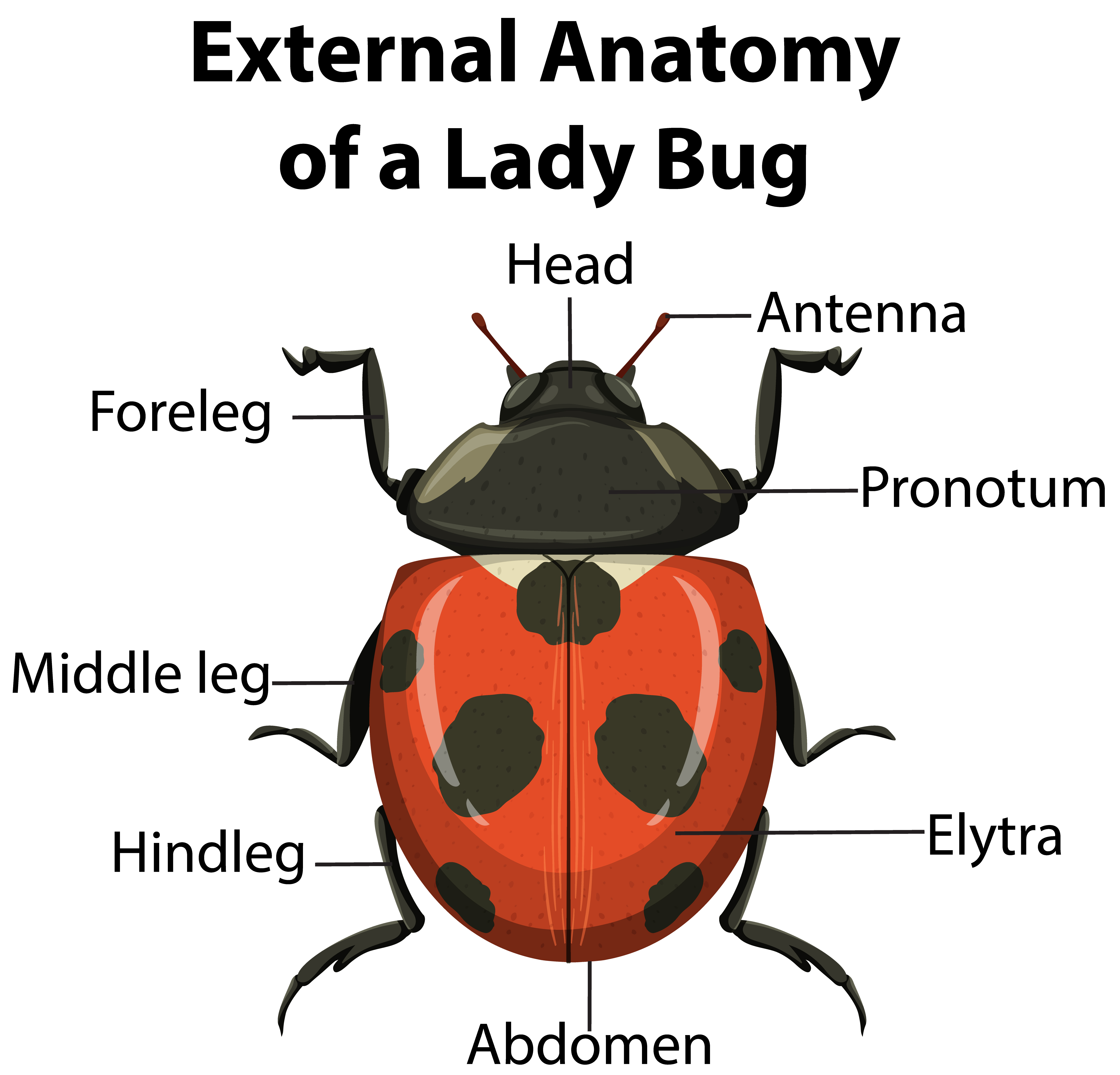 External Anatomy of Lady Bug on white background 1426705 Vector Art at