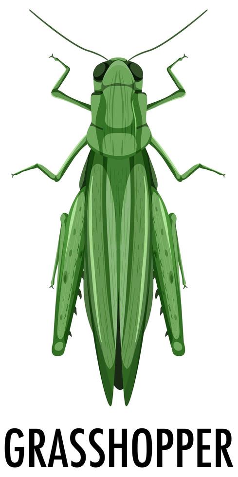 Grasshopper isolated on white background vector