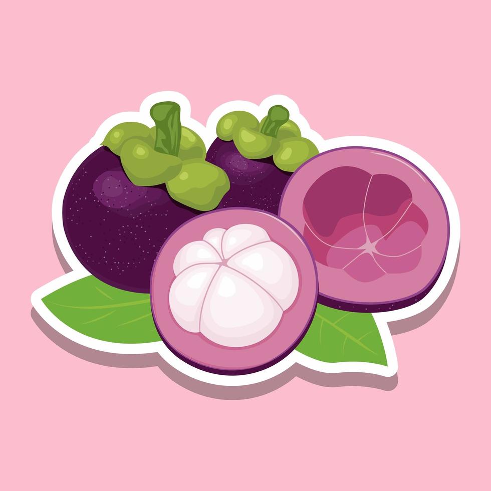 Fresh cartoon mangosteen fruit on pink vector