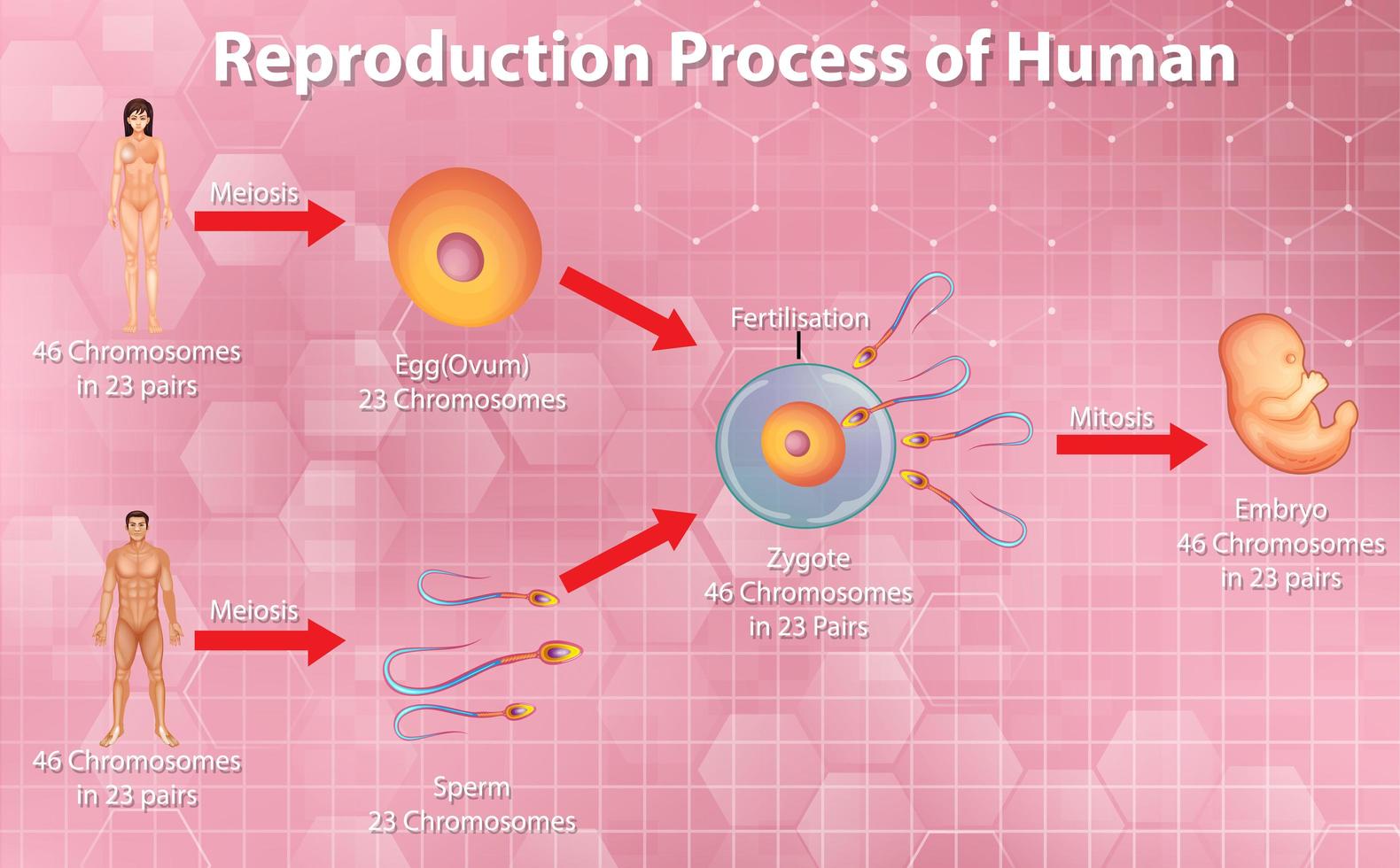 proceso reproductivo humano vector