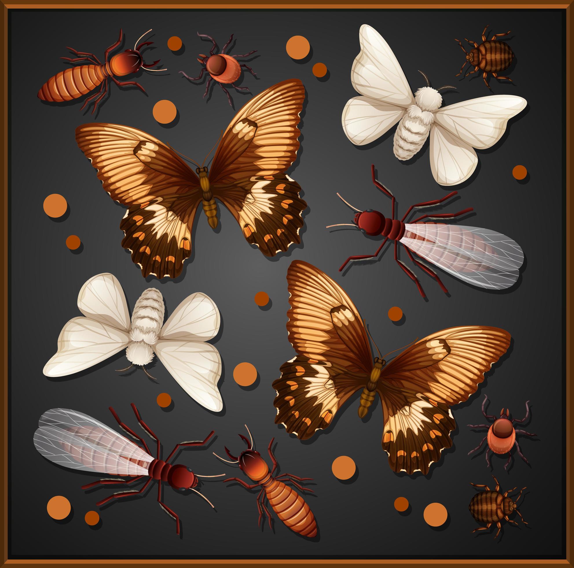 Set of different insects in wooden frame 1427406 Vector Art at Vecteezy