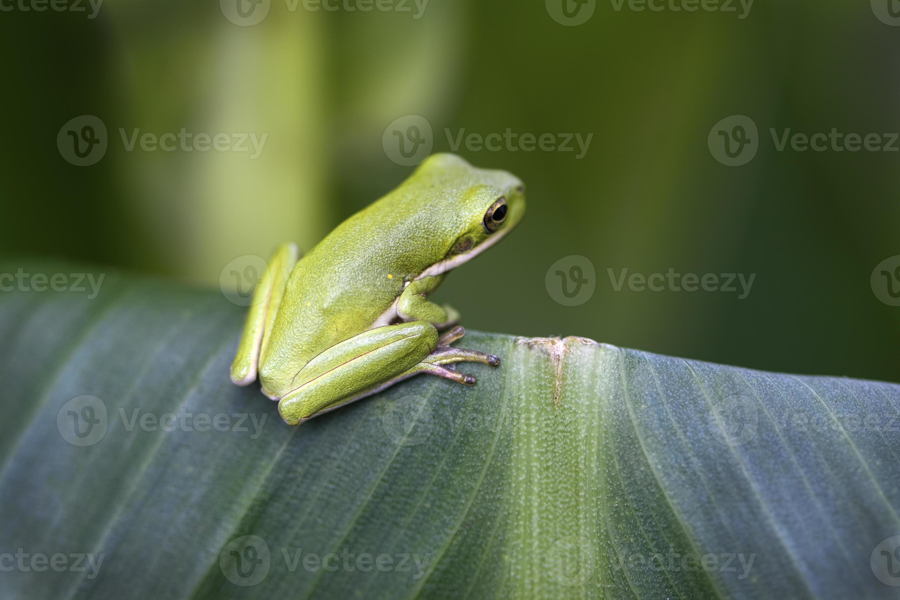 Tiny Alabama Gree Tree Frog Hyla cinerea 1427743 Stock Photo at Vecteezy