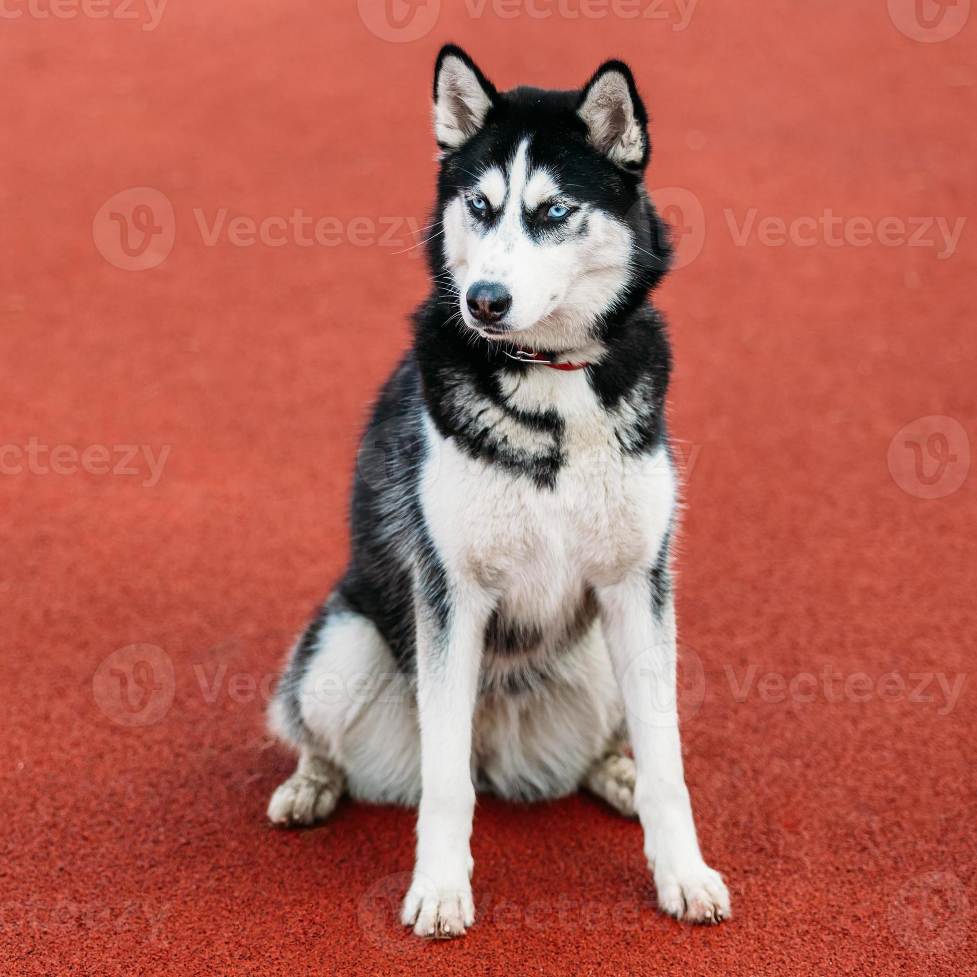 Young Husky Puppy Dog Sitting In Red Floor Outdoor 1427809 Stock Photo At Vecteezy