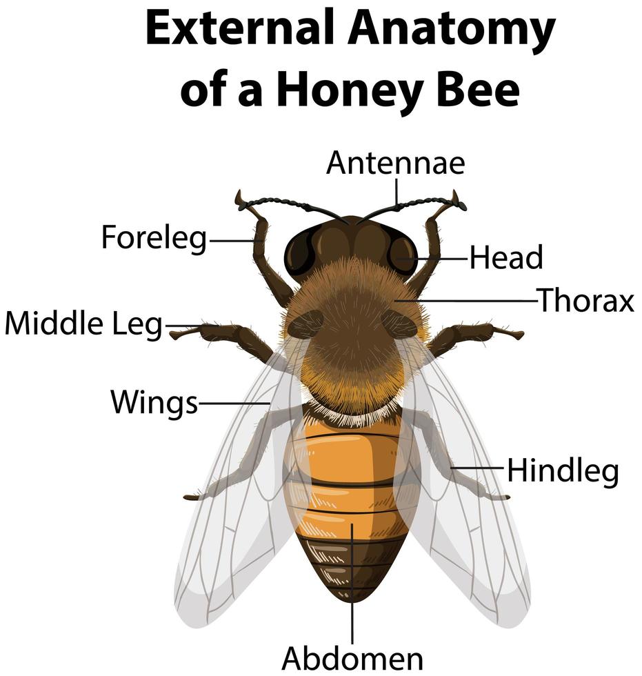 anatomía externa de una abeja melífera vector