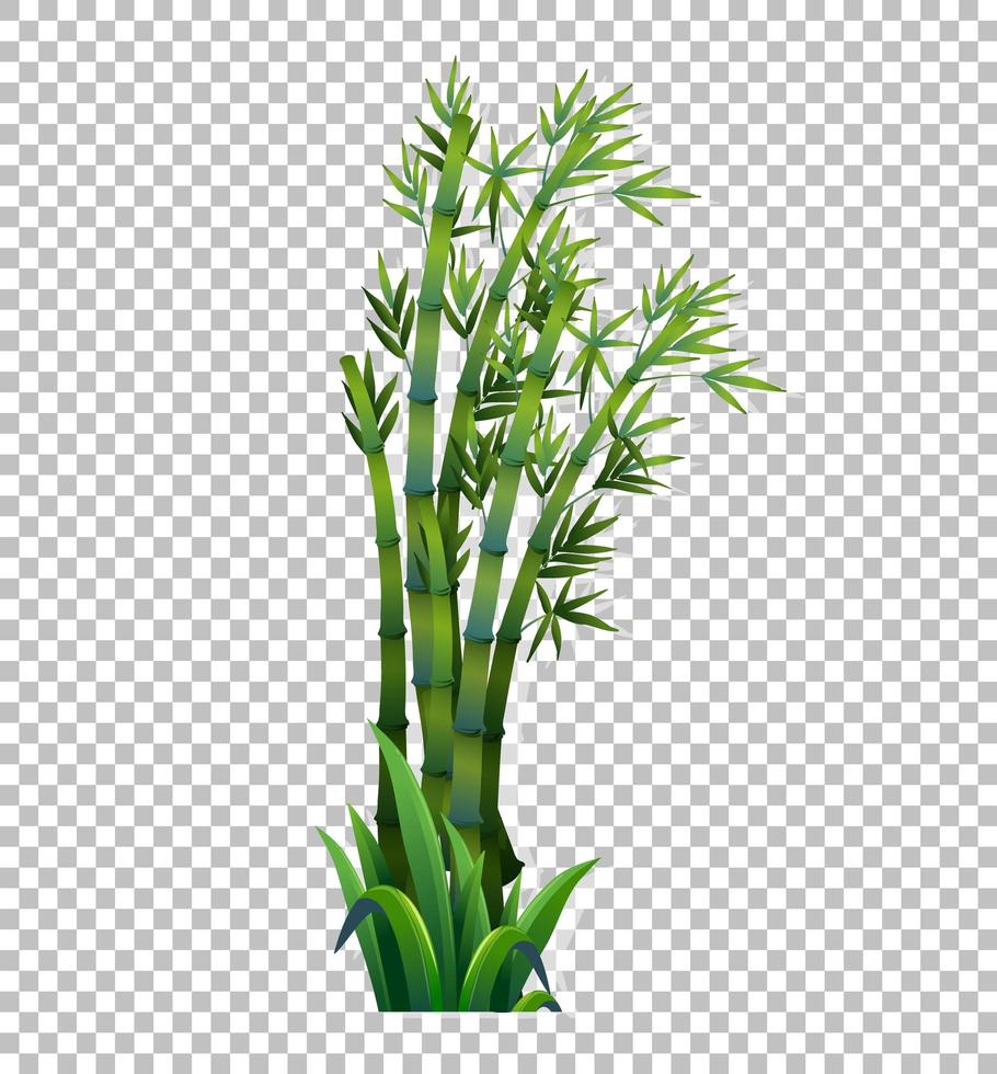 Green bamboo tree vector