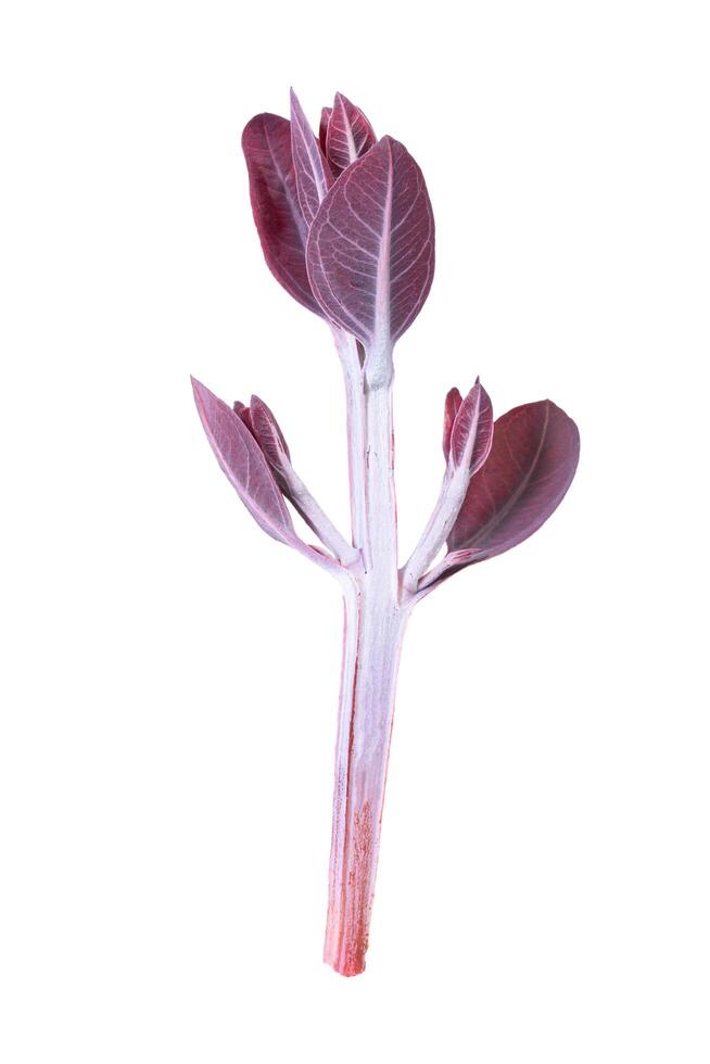 Eucalyptus branch on white background photo