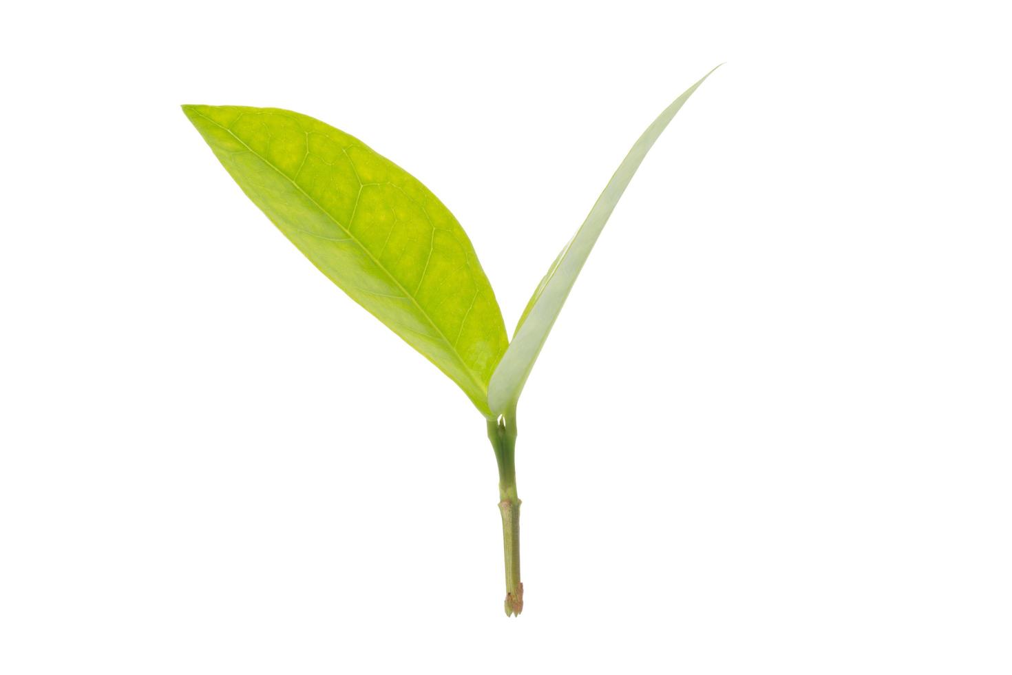 hojas verdes sobre fondo blanco foto