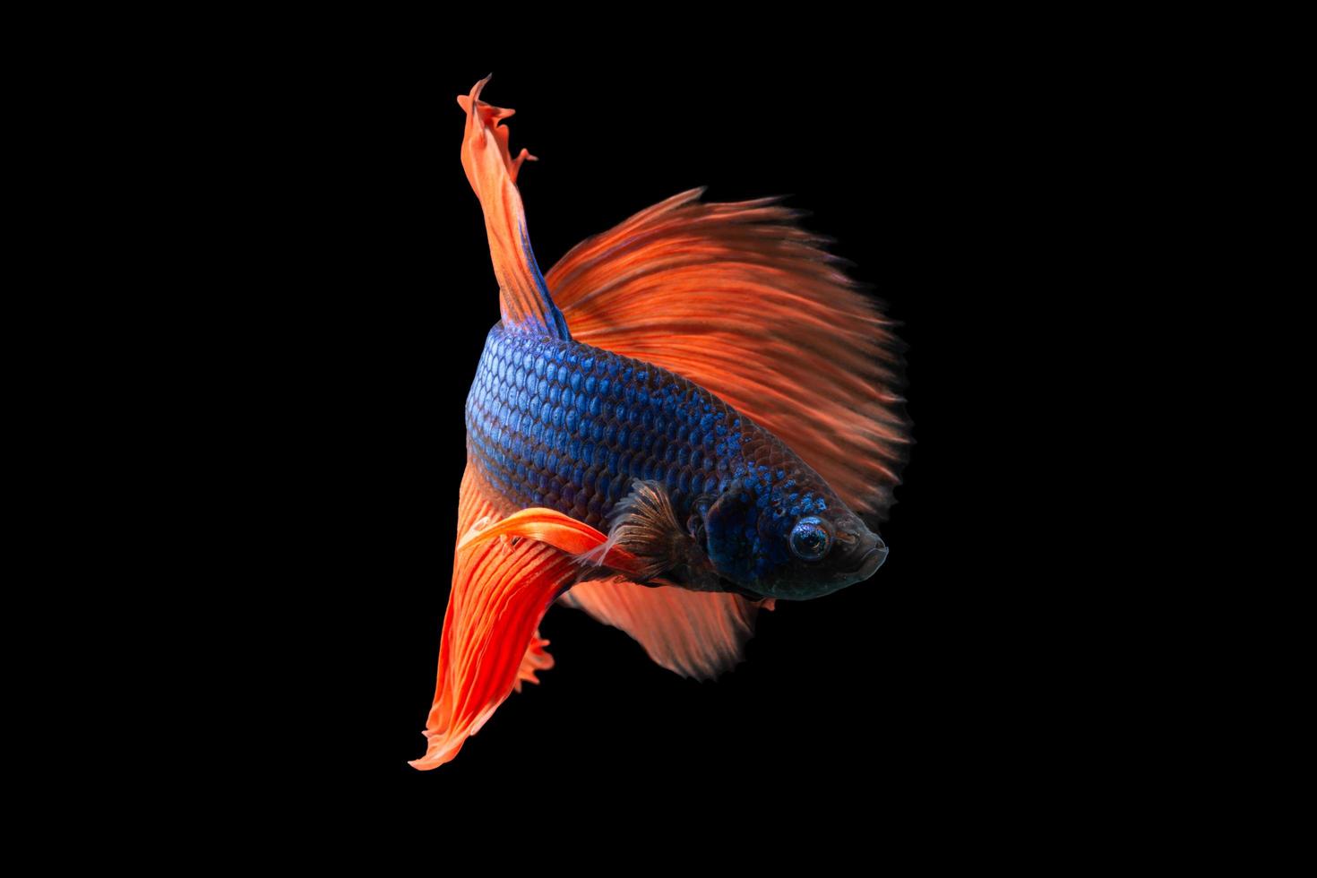 Close-up moment fish betta halfmoon, blue body, red tail black background scenes photo