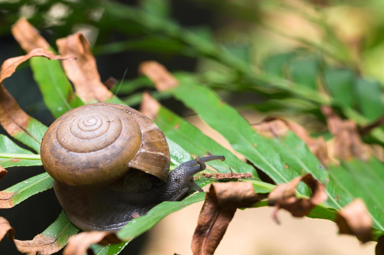 caracol en un árbol foto