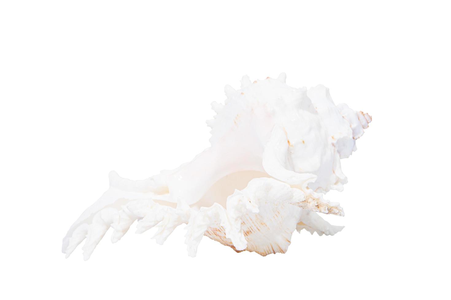 Isolated conch shell photo