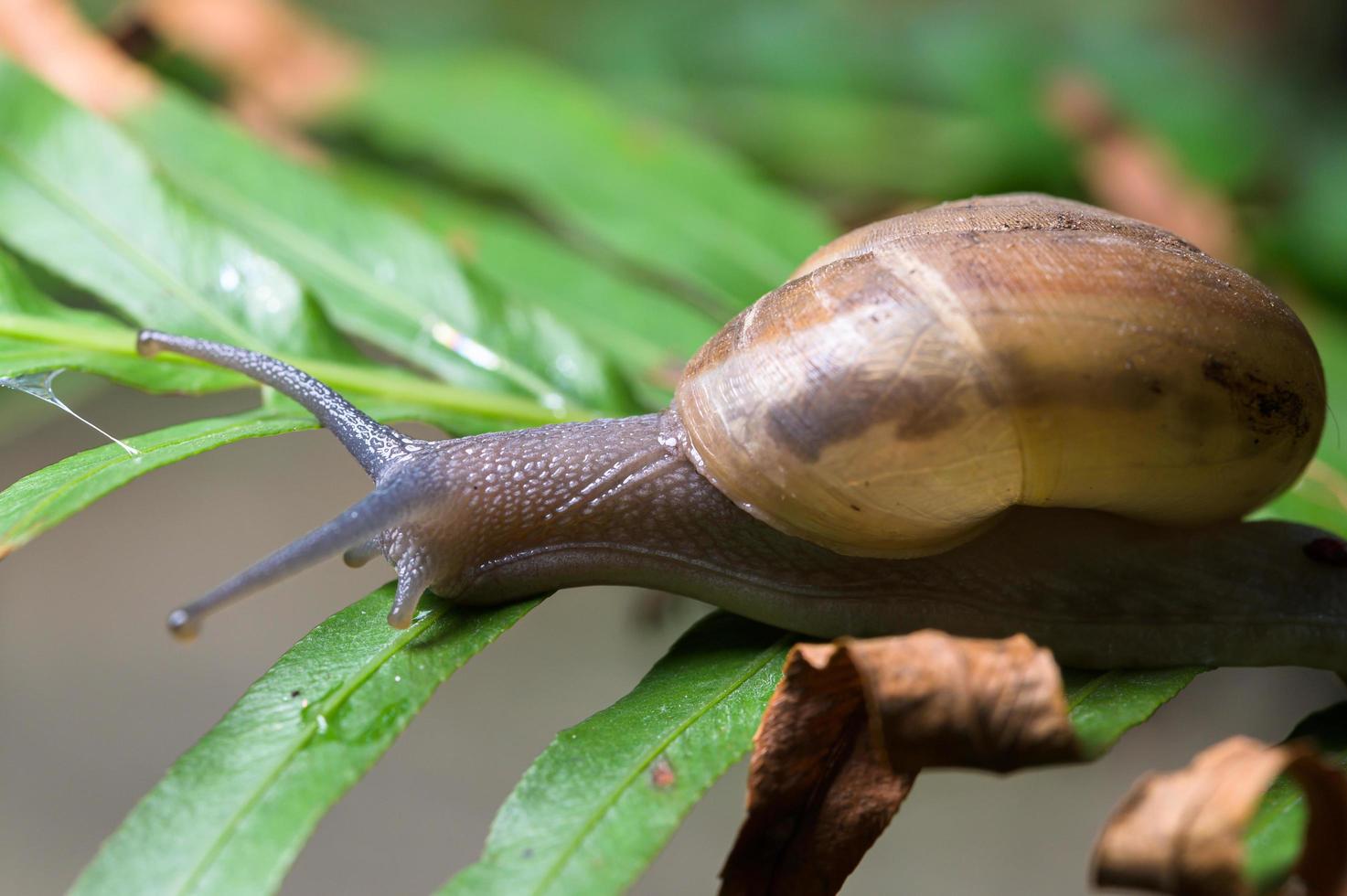 caracol en un árbol foto