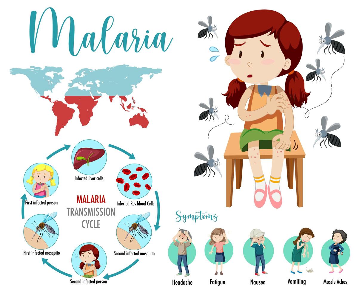 Malaria transmission cycle and symptoms infographic vector