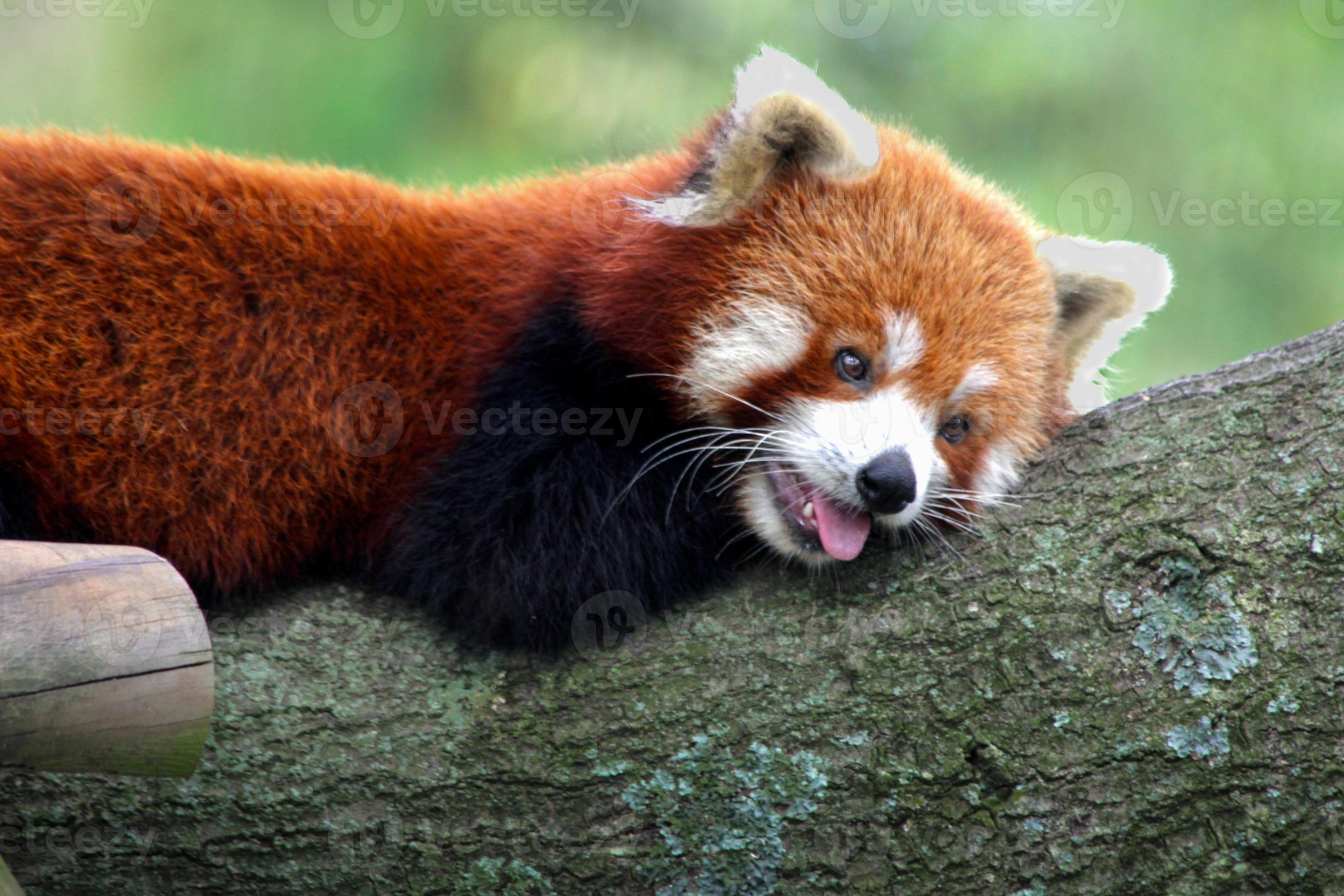 Baby Red Panda Stock Photo At Vecteezy Baby Red Panda Stock Photo At Vecteezy
