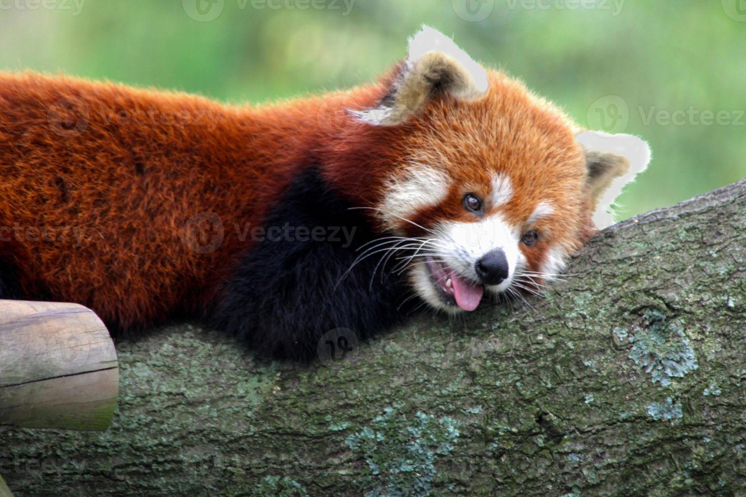 Baby Red Panda Stock Photo At Vecteezy Baby Red Panda Stock Photo At Vecteezy