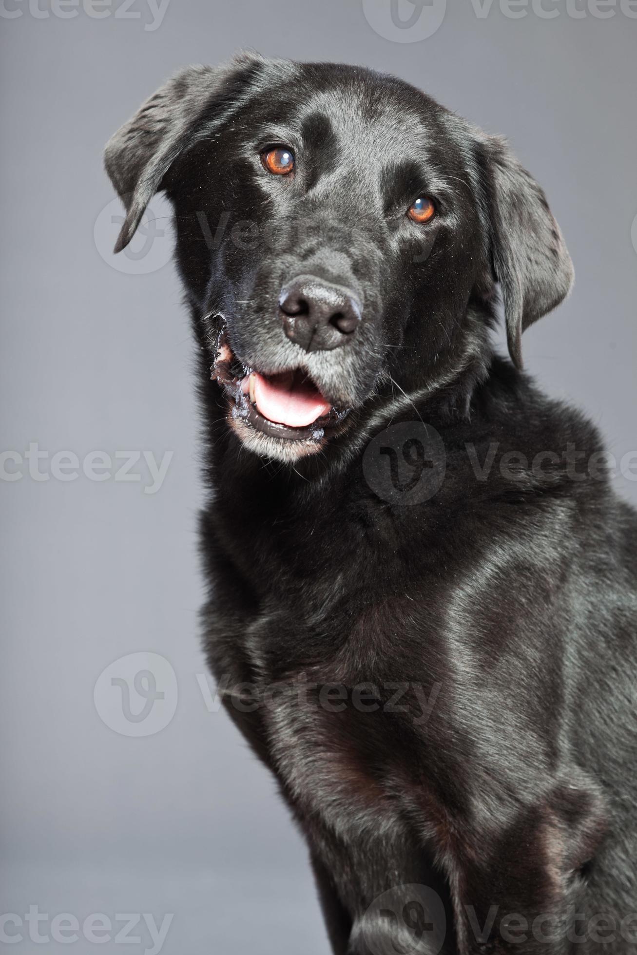 Black mixed dog. Mix flatcoated and retriever. Stock Photo at Vecteezy