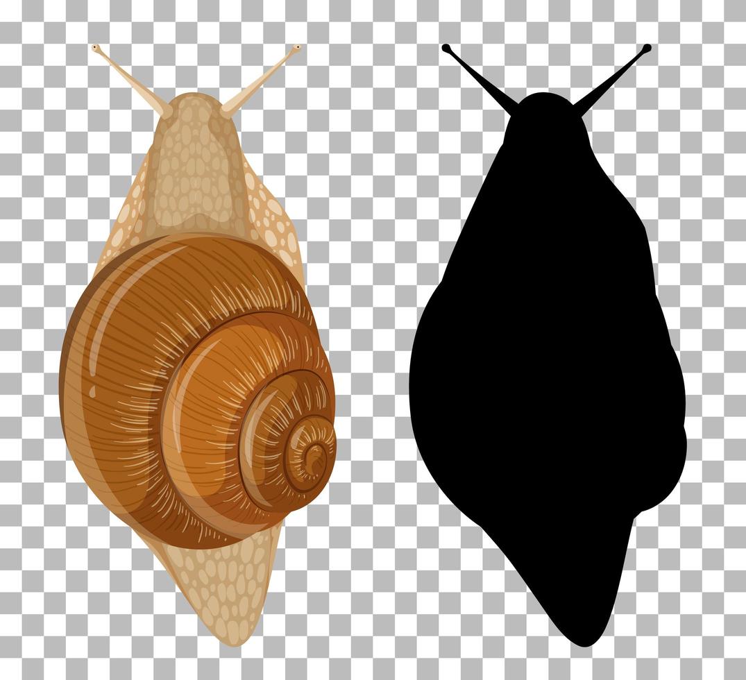 Snail with its silhouette vector
