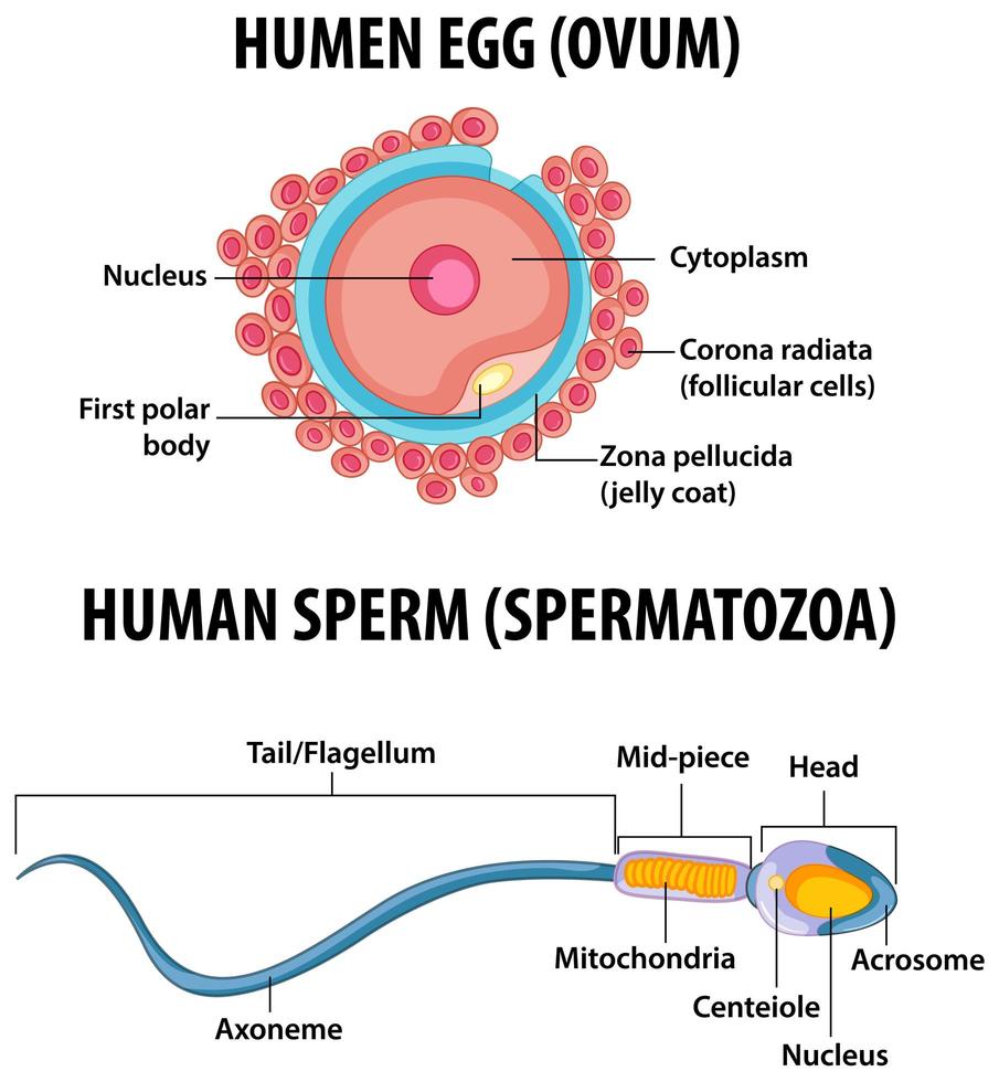 Human Egg and Human Sperm health education infographic vector