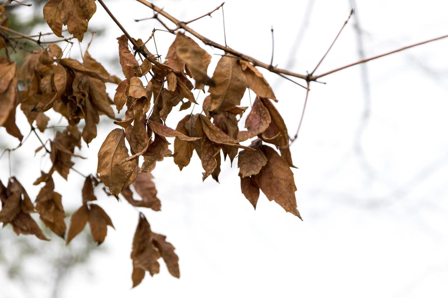 Beautiful red leaves photo