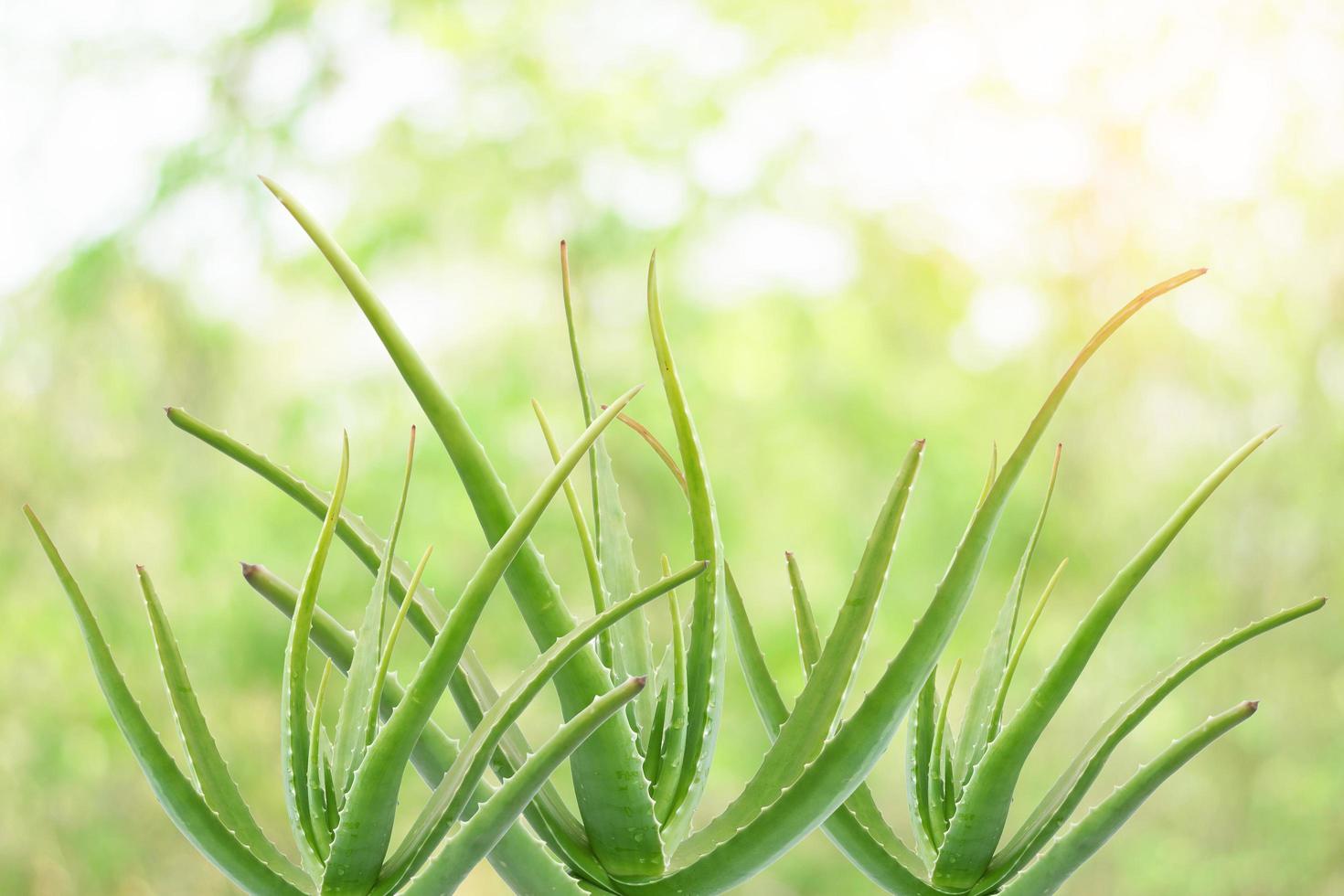 Plantas de aloe vera sobre fondo de naturaleza brillante foto